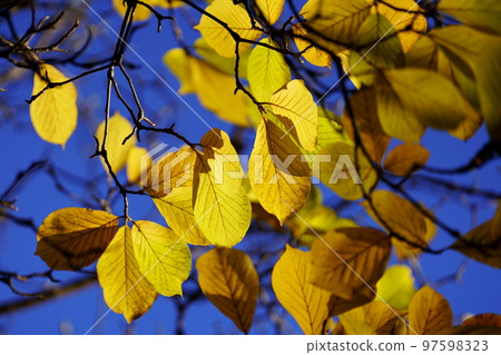 Kobushi's autumn leaves Kobushi's autumn leaves 97598323