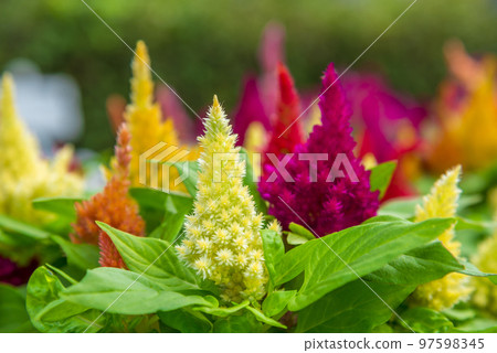 雞冠花羊絨裝飾 雞冠花羊絨裝飾 97598345