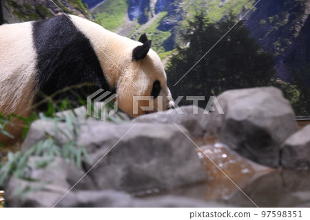 熊貓喝水 97598351