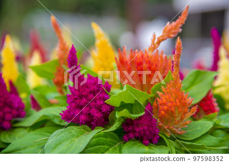 雞冠花羊絨裝飾 97598352