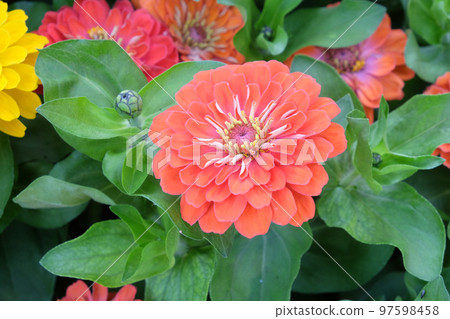 Flowers in the garden Flowers in the garden 97598458