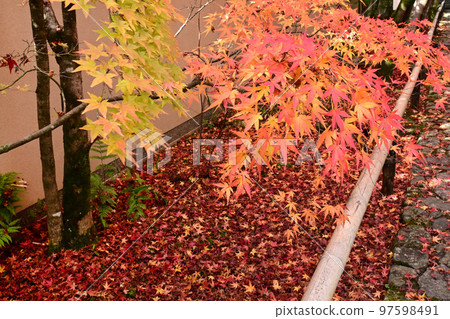 京都市北區光越寺的入口在秋天很美。 京都市北區光越寺的入口在秋天很美。 97598491