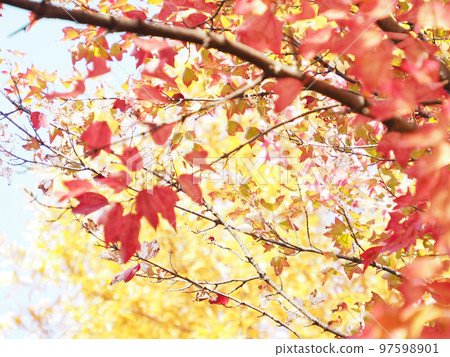 Red and yellow leaves Red and yellow leaves 97598901