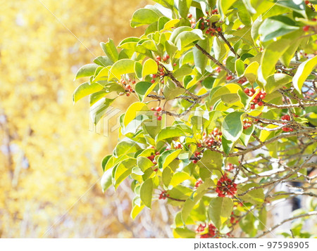 Red fruit Red fruit 97598905