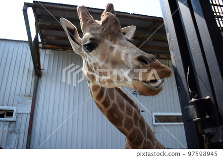 The giraffe I saw while riding the wild ride at Nasu Safari Park The giraffe I saw while riding the wild ride at Nasu Safari Park 97598945