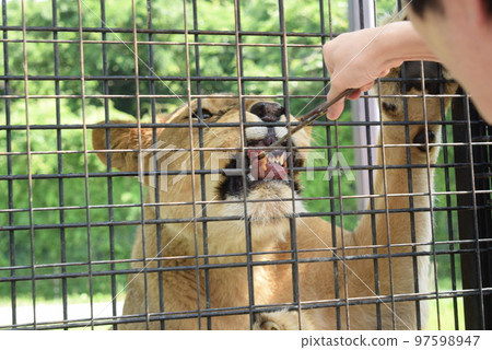 Feeding the lions during the Wild Ride ride at Nasu Safari Park 97598947