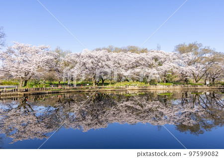 盛開的櫻花倒映在公園的池塘里 97599082