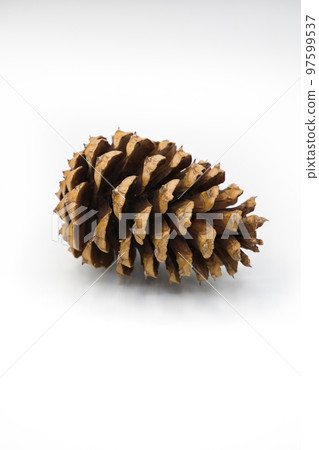 Spiny pine cones on white back Spiny pine cones on white back 97599537