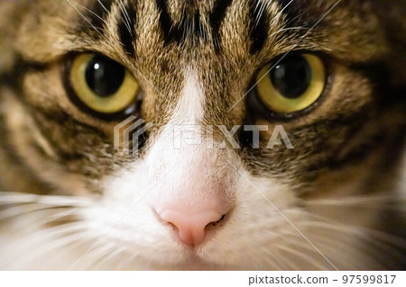 Cat's face up 97599817