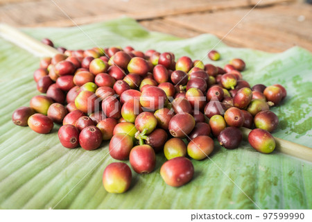 Cherry coffee beans the raw seed material are used to make various coffee beverages and products. Cherry coffee beans the raw seed material are used to make various coffee beverages and products. 97599990