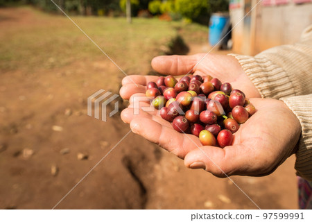 Someone holding raw coffee beans in his/her hand. Someone holding raw coffee beans in his/her hand. 97599991