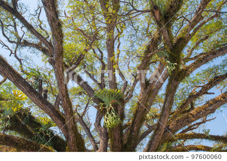 The beautiful branch of Samanea saman (rain tree). 97600060