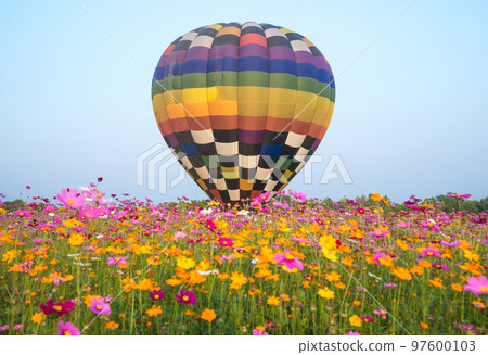 The hot air balloons flying over the cosmos flowers field in Singha park international balloons fiesta in Chiang Rai province of Thailand. 97600103