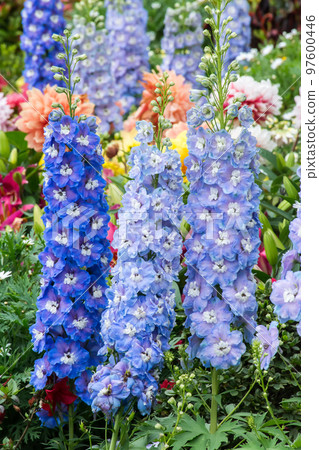 盛開的大飛燕草 97600446