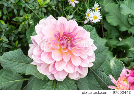 Blooming dali flower 97600448