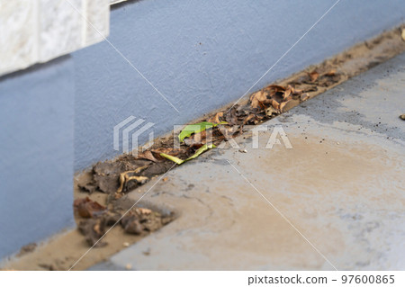 陽台溝槽裡的落葉 陽台溝槽裡的落葉 97600865