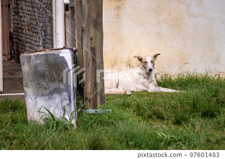 dogs on the street of the rural South America dogs on the street of the rural South America 97601483