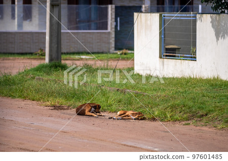 dogs on the street of the rural South America 97601485