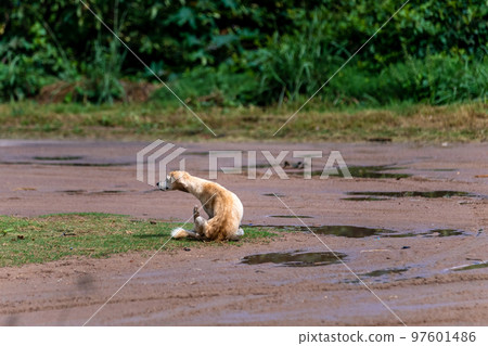 dogs on the street of the rural South America 97601486
