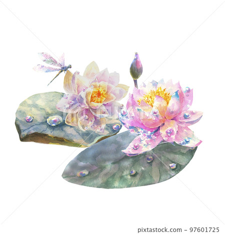 Botanical watercolor illustration of white water lily with dew drops and ragonfly, isolated on white background. Botanical watercolor illustration of white water lily with dew drops and ragonfly, isolated on white background. 97601725