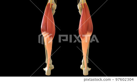 Gastrocnemius Muscle anatomy for medical concept 3D rendering Gastrocnemius Muscle anatomy for medical concept 3D rendering 97602304
