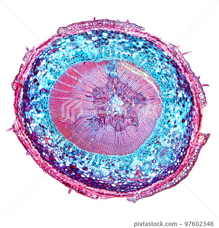 Pine tree stem, cross section, 20X light micrograph. Conifer tree in the genus Pinus of the family Pinaceae, C.S. under the light microscope. Stained for better visualization. Isolated, over white. 97602346