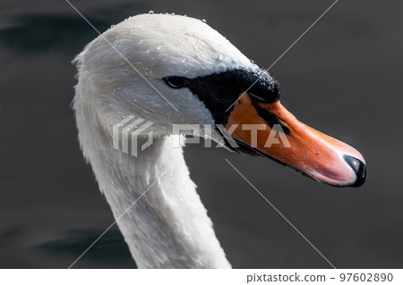 White swan bird head with water drops 97602890