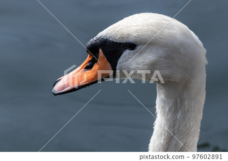 White swan bird head with water drops 97602891