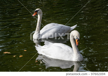 White swan waterbirds couple on mirror water White swan waterbirds couple on mirror water 97602894