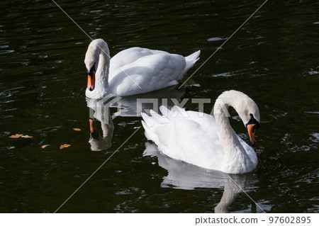 White swan waterbirds couple on dark water White swan waterbirds couple on dark water 97602895