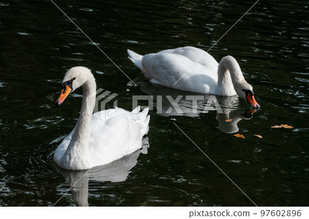 White swan waterbirds couple with reflection White swan waterbirds couple with reflection 97602896