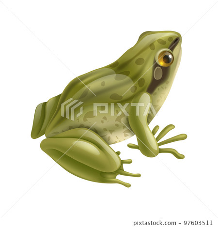 Frog Life Cycle Composition 97603511