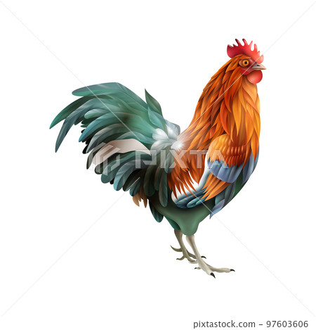 Realistic Cock Lifecycle Composition 97603606