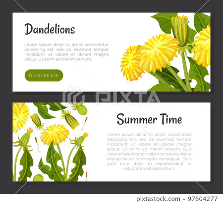 Dandelion Banner Design with Flowering Plant with Yellow Flower Head Vector Template Dandelion Banner Design with Flowering Plant with Yellow Flower Head Vector Template 97604277