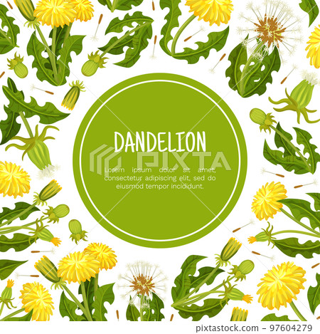 Dandelion Banner Design with Flowering Plant with Yellow Flower Head Vector Template Dandelion Banner Design with Flowering Plant with Yellow Flower Head Vector Template 97604279