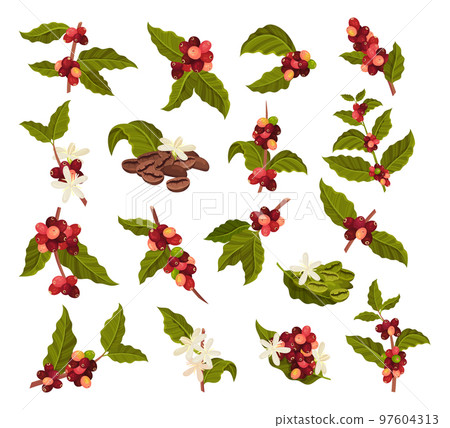 Branches of Coffea Plant with Ripe Edible Fruits Big Vector Set 97604313