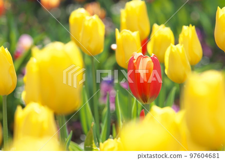 Ice tulip orange flower [green background] 97604681