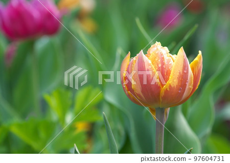 Ice tulip orange flower [green background] 97604731