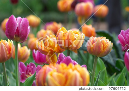 Ice tulip orange flower [green background] 97604732