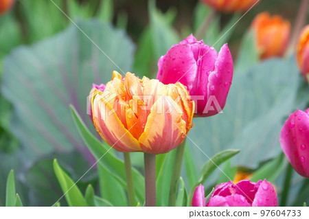 Ice tulip orange flower [green background] 97604733