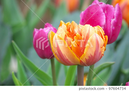 Ice tulip orange flower [green background] 97604734