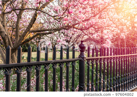 Castiron fence and Magnolias 97604802