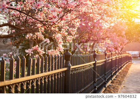 Castiron fence and Saucer Magnolias 97604832