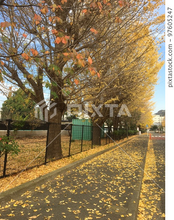 初冬三浦半島久里濱小學操場的銀杏和櫻花秋葉以及人行道上的落葉 97605247