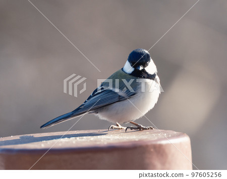 Great tit Great tit 97605256