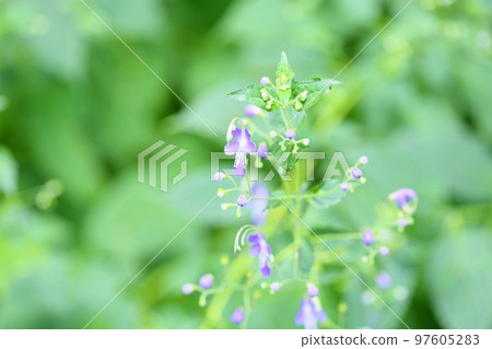 Flowers of Caliphone Flowers of Caliphone 97605283