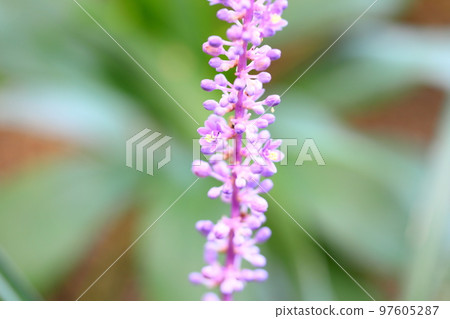 Yaburan花 Yaburan花 97605287