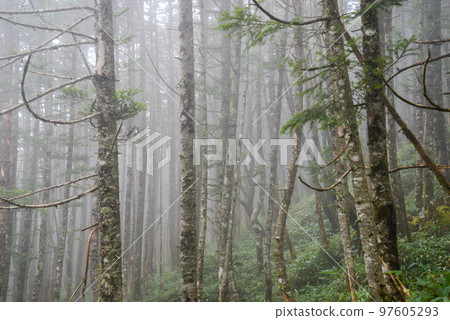 View of Mt. Tateshina Coniferous forest misty View of Mt. Tateshina Coniferous forest misty 97605293