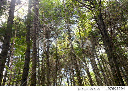 View of Mt. Tateshina Coniferous forest misty View of Mt. Tateshina Coniferous forest misty 97605294