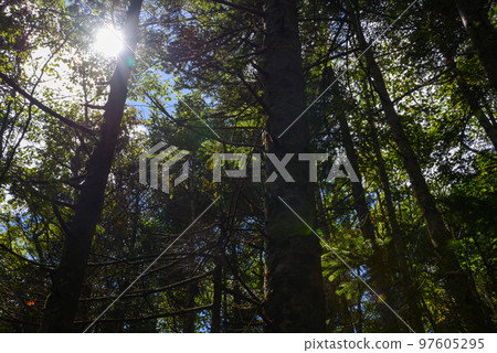 View of Mt. Tateshina Coniferous forest misty 97605295